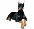 c'est le chien preferer de mon homme 