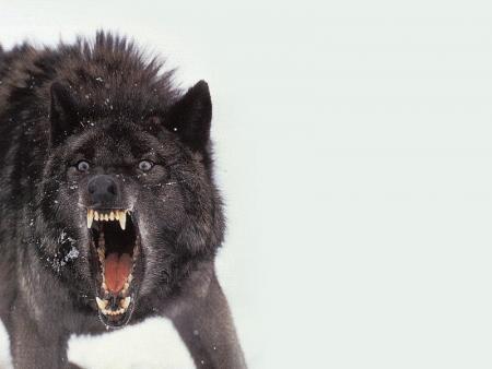 mon chien 
