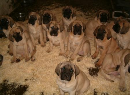 m'ont qu'ils sont mimi j'aurai tout ça comme chien plus tard sauf toute des races differentes 