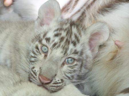 tigre 